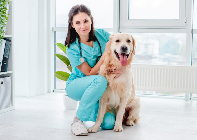 Golden retriever dog in veterinary clinic