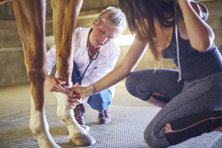 Veterinarian bandaging leg of a horse in stable