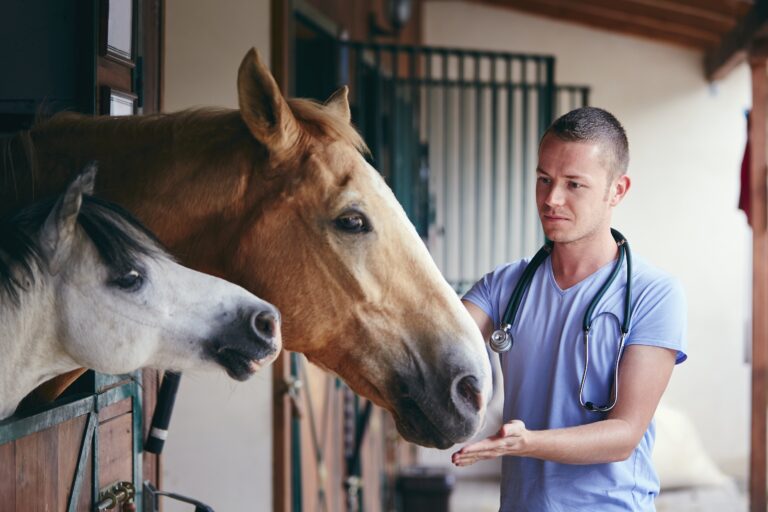 Veterinarian during medical care of horses in stables