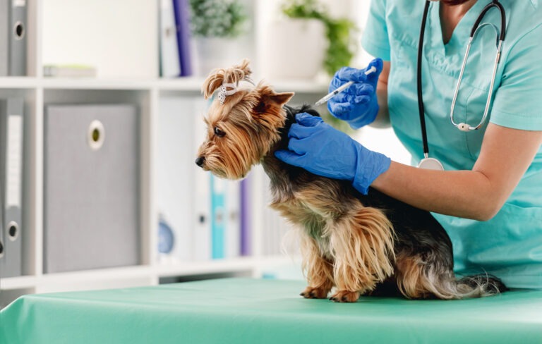 Yorkshire terrier receiving injection in cabinet